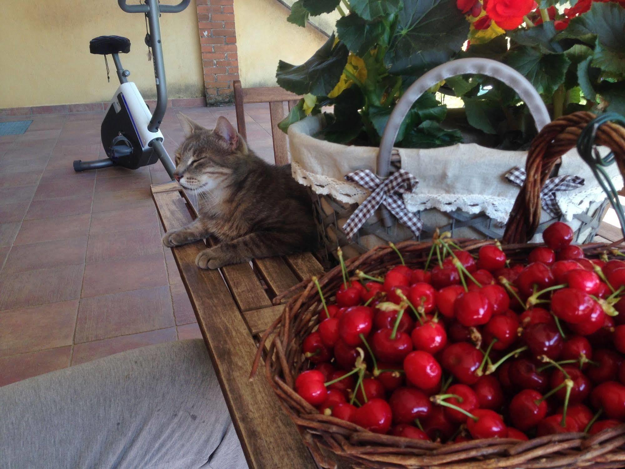 Quattro Gatti Bed & Breakfast Airasca ภายนอก รูปภาพ